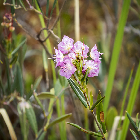 Shrubs of the Adirondack Park: Bog Laurel on Barnum Bog (30 May 2015). Shrubs of the Adirondack Park: Bog Laurel on Barnum Bog (30 May 2015).