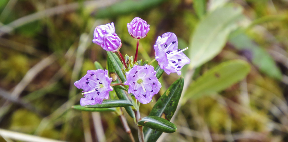 Shrubs of the Adironack Park: Bog Laurel on Barnum Bog (31 May 2014). Shrubs of the Adironack Park: Bog Laurel on Barnum Bog (31 May 2014).