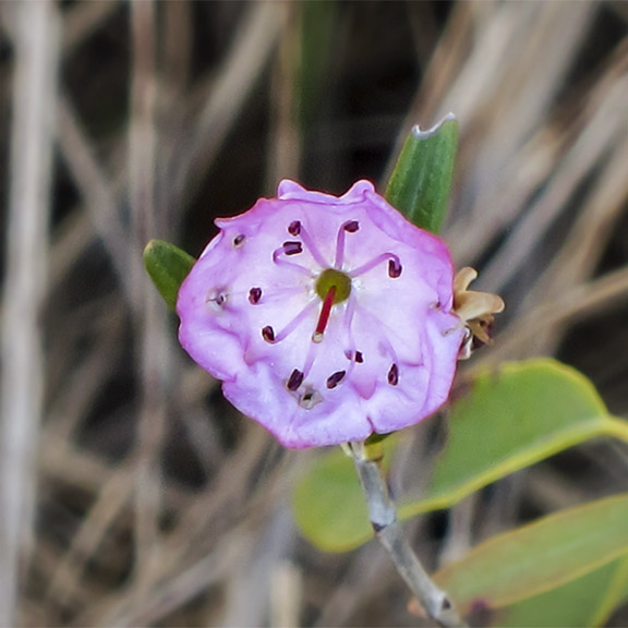 Shrubs of the Adirondack Park: Bog Laurel on the margins of Heron Marsh (19 May 2012). Shrubs of the Adirondack Park: Bog Laurel on the margins of Heron Marsh (19 May 2012).