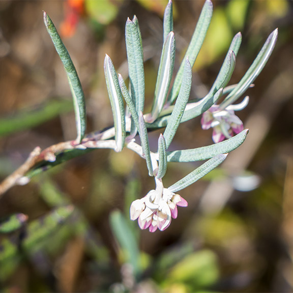Shrubs of the Adirondack Park: Bog Rosemary in bud on the Boreal Life Trail (17 May 2014). Shrubs of the Adirondack Park: Bog Rosemary in bud on the Boreal Life Trail (17 May 2014).