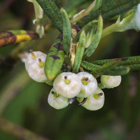 Shrubs of the Adirondack Park: Bog Rosemary on the Boreal Life Trail (6 July 2013). Shrubs of the Adirondack Park: Bog Rosemary on the Boreal Life Trail (6 July 2013).