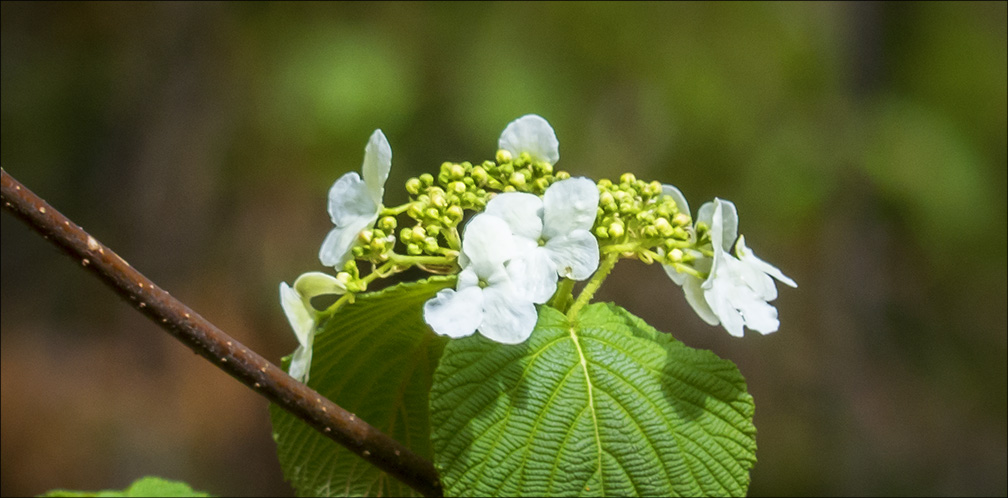Shrubs of the Adironack Park: Hobblebush on the Barnum Brook Trail (17 May 2014). Shrubs of the Adironack Park: Hobblebush on the Barnum Brook Trail (17 May 2014).
