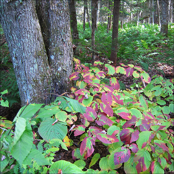 Shrubs of the Adirondack Park: Hobblebush on the Boreal Life Trail (25 September 2012). Shrubs of the Adirondack Park: Hobblebush on the Boreal Life Trail (25 September 2012).