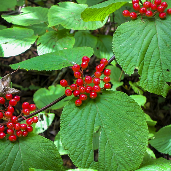 Shrubs of the Adirondack Park: Hobblebush on the Penninsula Trail in Lake Placid (22 August 2012). Shrubs of the Adirondack Park: Hobblebush on the Penninsula Trail in Lake Placid (22 August 2012).