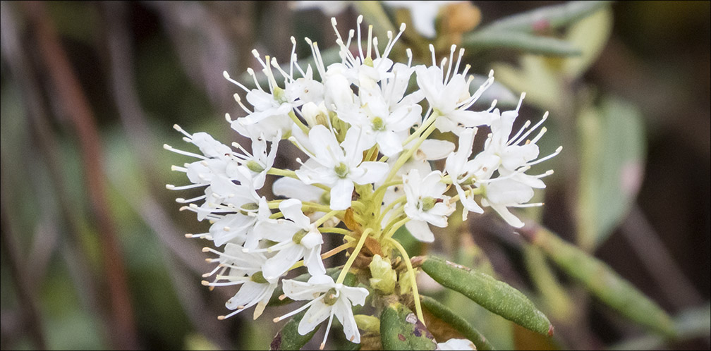 Shrubs of the Adironack Park: Labrador Tea on Barnum Bog (6 June 2015). Shrubs of the Adironack Park: Labrador Tea on Barnum Bog (6 June 2015).