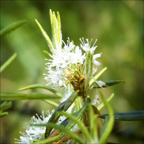 Shrubs of the Adirondack Park: Labrador Tea on Barnum Bog (18 June 2016). Shrubs of the Adirondack Park: Labrador Tea on Barnum Bog (18 June 2016).