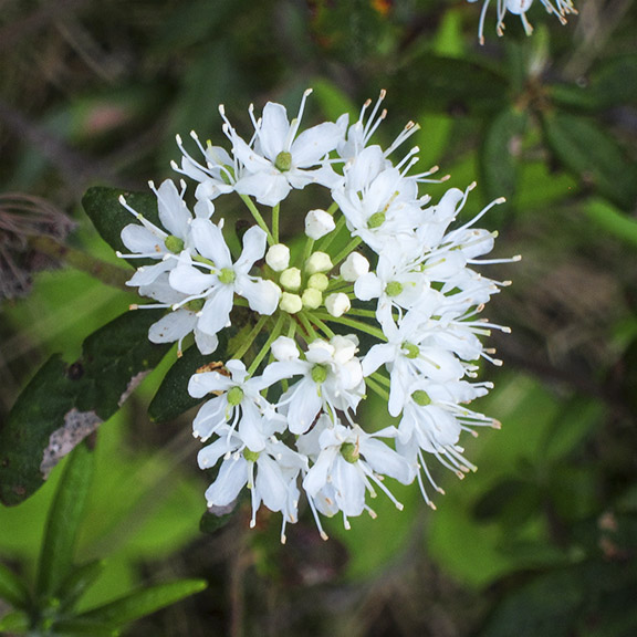 Shrubs of the Adirondack Park: Labrador Tea on Barnum Bog (15 June 2013). Shrubs of the Adirondack Park: Labrador Tea on Barnum Bog (15 June 2013).