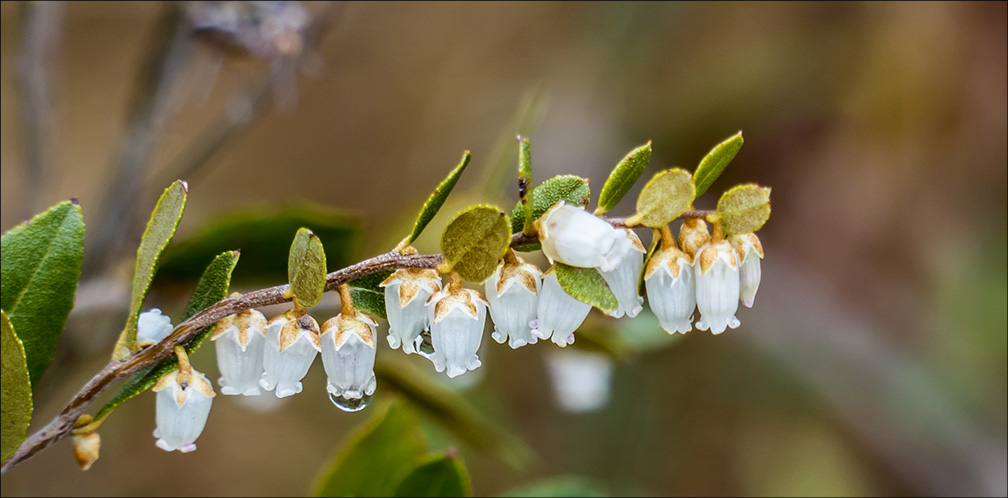 Shrubs of the Adironack Park: Leatherleaf on Barnum Bog (17 May 2014). Shrubs of the Adironack Park: Leatherleaf on Barnum Bog (17 May 2014).