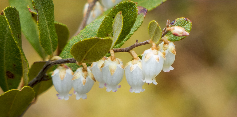 Shrubs of the Adirondacks: Leatherleaf on Barnum Bog (18 May 2014). Shrubs of the Adirondacks: Leatherleaf on Barnum Bog (18 May 2014).