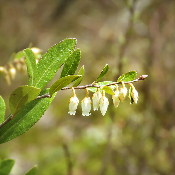 Shrubs of the Adirondack Park: Leatherleaf on Bloomingdale Bog (29 April 2017). Shrubs of the Adirondack Park: Leatherleaf on Bloomingdale Bog (29 April 2017).