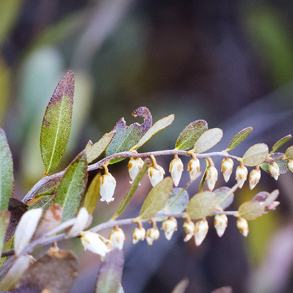 Shrubs of the Adirondack Park: Leatherleaf on Heron Marsh (10 May 2016). Shrubs of the Adirondack Park: Leatherleaf on Heron Marsh (10 May 2016).