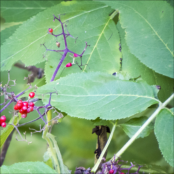 Shrubs of the Adirondack Park: Red Elderberry on the Barnum Brook Trail (28 July 2012) Shrubs of the Adirondack Park: Red Elderberry on the Barnum Brook Trail (28 July 2012)