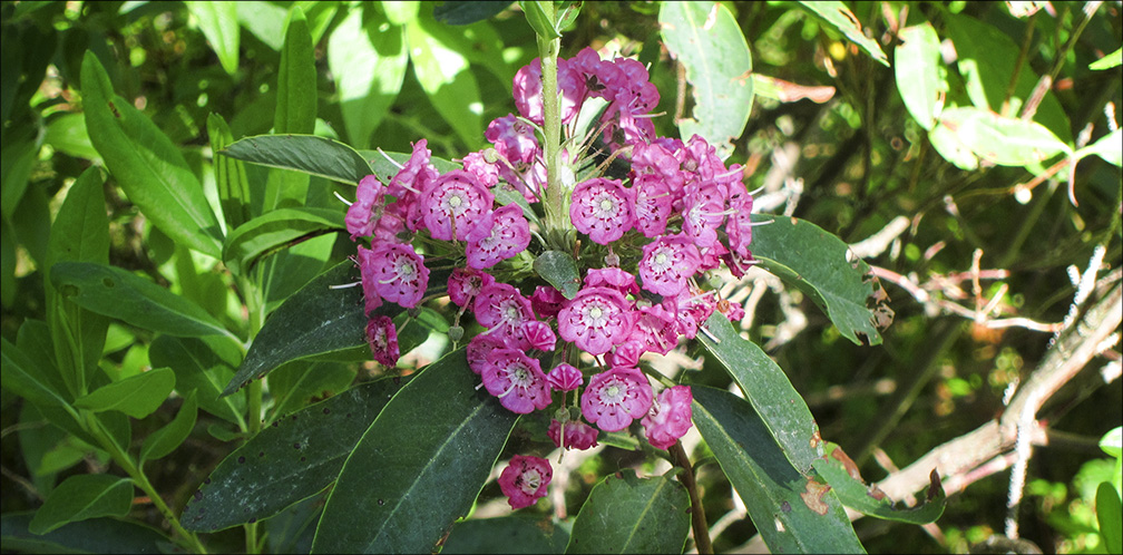 Shrubs of the Adironack Park: Sheep Laurel on Barnum Bog (23 June 2012). Shrubs of the Adironack Park: Sheep Laurel on Barnum Bog (23 June 2012).