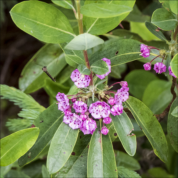 Shrubs of the Adirondack Park: Sheep Laurel on Barnum Bog (26 June 2015). Shrubs of the Adirondack Park: Sheep Laurel on Barnum Bog (26 June 2015).