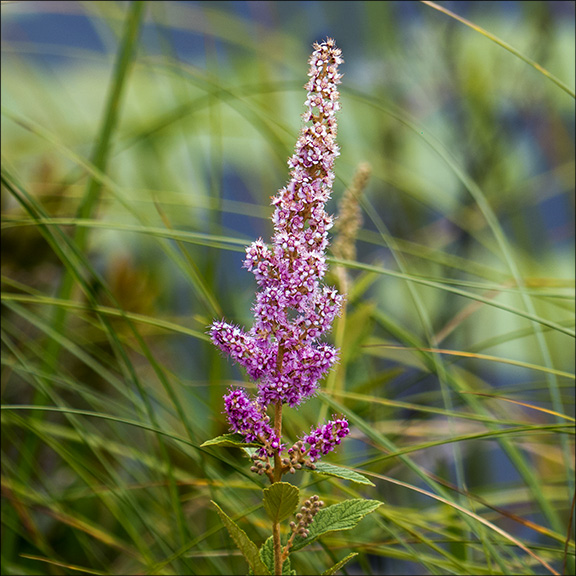 Shrubs of the Adirondack Park: Steeplebush on the edges of Heron Marsh (24 July 2013). Shrubs of the Adirondack Park: Steeplebush on the edges of Heron Marsh (24 July 2013).