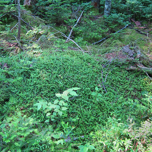 Wildflowers of the Adirondack Park: Creeping Snowberry along the Boreal Life Trail boardwalk (15 July 2011). Wildflowers of the Adirondack Park: Creeping Snowberry along the Boreal Life Trail boardwalk (15 July 2011).
