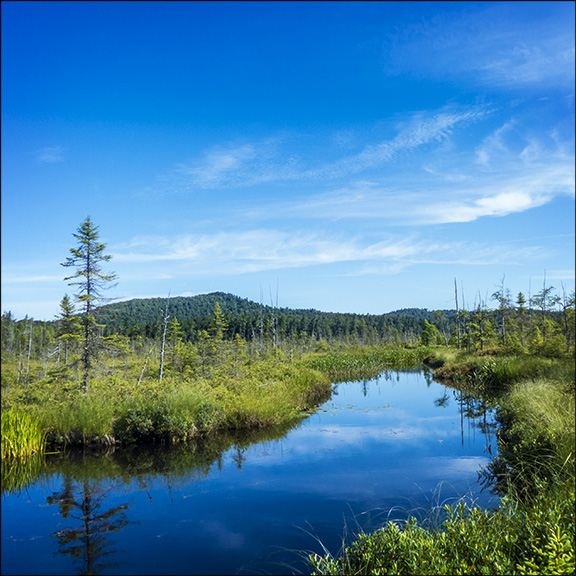 Adirondack Wetlands: Barnum Bog at the Paul Smiths VIC (27 July 2013) Adirondack Wetlands: Barnum Bog at the Paul Smiths VIC (27 July 2013)