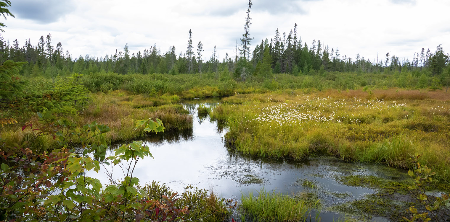 Plants of Adirondack Wetlands:  Cottongrass (Eriophorum spp.) on the Bloomingdale Bog Trail (7 September 2019). 
