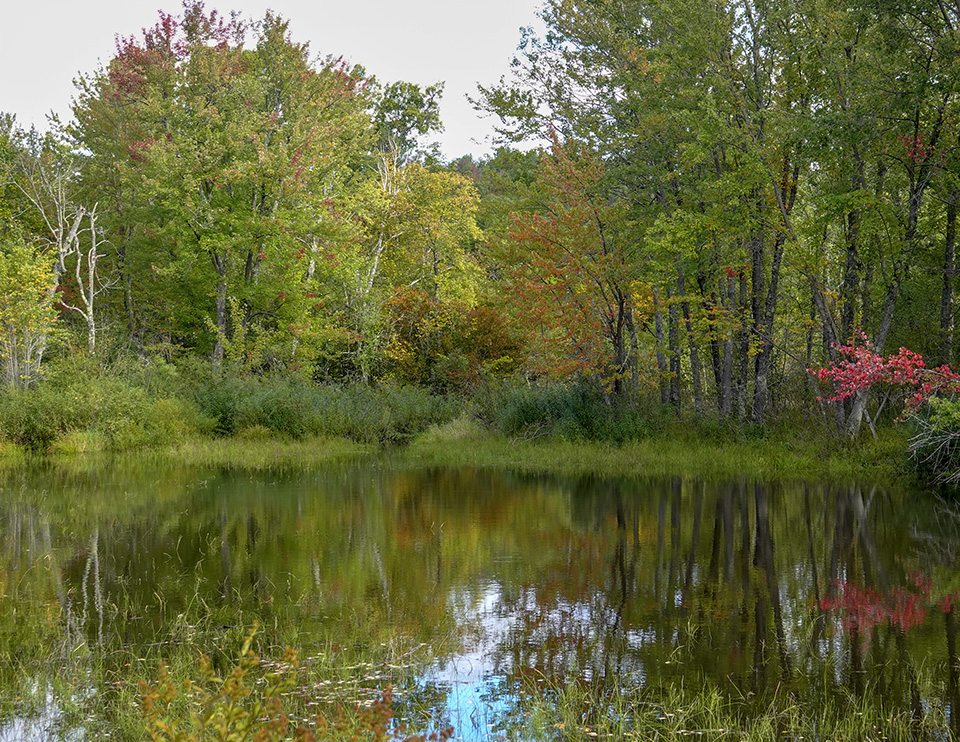 Adirondack Wetlands: Beaver pond on Hulls Falls Road (29 September 2018).