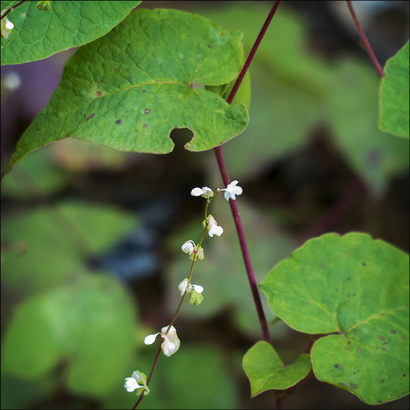 Adirondack Wildflowers: Black Bindweed on recently logged over areas on the Skidder Trail at the Paul Smiths VIC (19 August 2013). Adirondack Wildflowers: Black Bindweed on recently logged over areas on the Skidder Trail at the Paul Smiths VIC (19 August 2013).