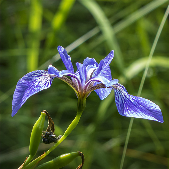 Wildflowers of the Adirondack Park: Blue Flag on Heron Marsh (18 July 2013). Wildflowers of the Adirondack Park: Blue Flag on Heron Marsh (18 July 2013).