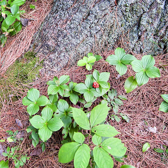 Wildflowers of the Adirondack Park: Bunchberry on the Heron Marsh Trail (22 July 2011). Wildflowers of the Adirondack Park: Bunchberry on the Heron Marsh Trail (22 July 2011).
