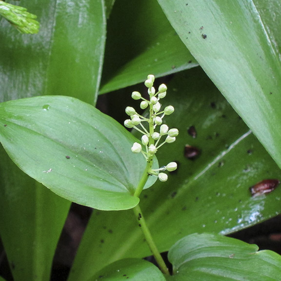 Wildflowers of the Adirondack Park: Canada Mayflower on the Barnum Brook Trail (23 May 2012). Wildflowers of the Adirondack Park: Canada Mayflower on the Barnum Brook Trail (23 May 2012).