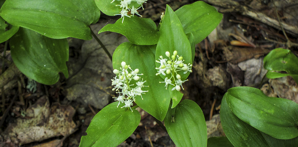 Wildflowers of the Adirondack Park: Canada Mayflower on the Boreal Life Trail (1 June 2013). Wildflowers of the Adirondack Park: Canada Mayflower on the Boreal Life Trail (1 June 2013).