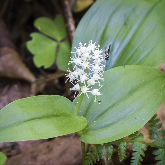 Wildflowers of the Adirondack Mountains: Canada Mayflower on the Boreal Life Trail (30 May 2015). Wildflowers of the Adirondack Mountains: Canada Mayflower on the Boreal Life Trail (30 May 2015).