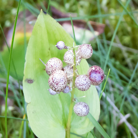 Wildflowers of the Adirondack Park: Canada Mayflower near Country Club Lane, Lake Placid (16 August 2017). Wildflowers of the Adirondack Park: Canada Mayflower near Country Club Lane, Lake Placid (16 August 2017).