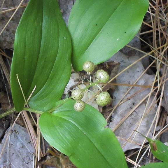 Wildflowers of the Adirondack Park: Canada Mayflower on the Heron Marsh Trail (19 July 2012). Wildflowers of the Adirondack Park: Canada Mayflower on the Heron Marsh Trail (19 July 2012).