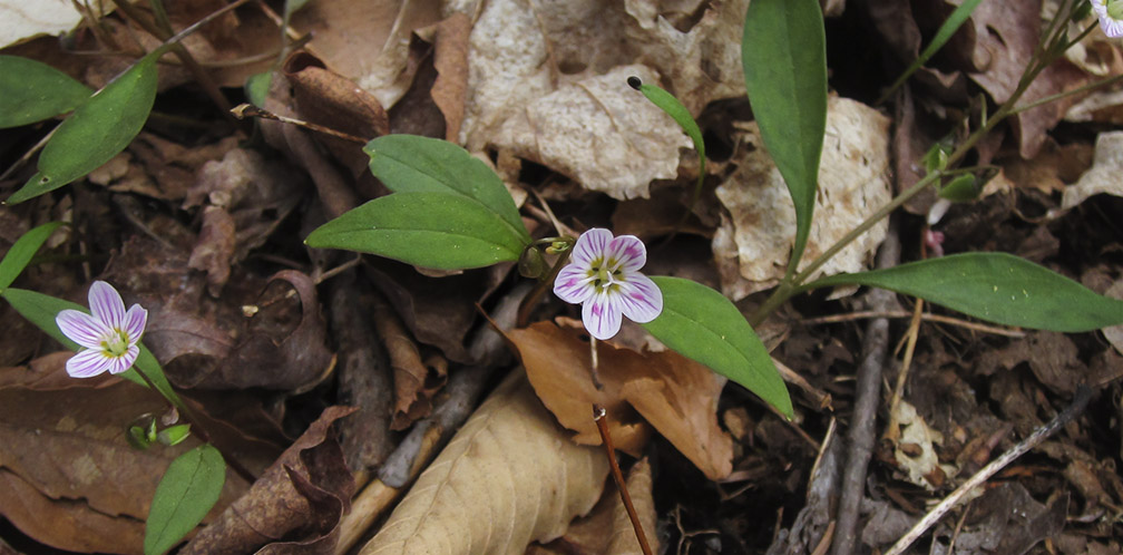 Wildflowers of the Adirondack Park: Carolina Springbeauty on the Heron Marsh Trail (8 May 2013). Wildflowers of the Adirondack Park: Carolina Springbeauty on the Heron Marsh Trail (8 May 2013).