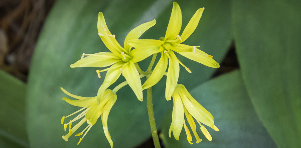 Wildflowers of the Adirondack Park: Clintonia blooming on the Boreal Life Trail (13 June 2015). Wildflowers of the Adirondack Park: Clintonia blooming on the Boreal Life Trail (13 June 2015).