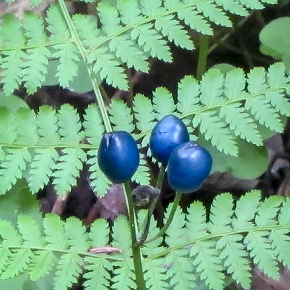 Wildflowers of the Adirondack Park: Clintonia on the Heron Marsh Trail (18 July 2012). Wildflowers of the Adirondack Park: Clintonia on the Heron Marsh Trail (18 July 2012).