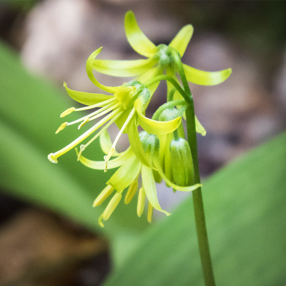 Adirondack Wildflowers: Clintonia at the Paul Smiths VIC (30 May 2015). Adirondack Wildflowers: Clintonia at the Paul Smiths VIC (30 May 2015).