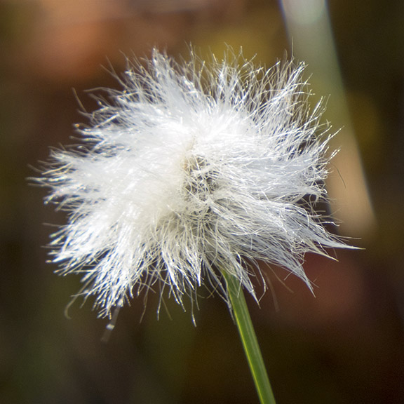 Plants of Adirondack Wetlands: Cottongrass on Barnum Bog (16 June 2015). Plants of Adirondack Wetlands: Cottongrass on Barnum Bog (16 June 2015).