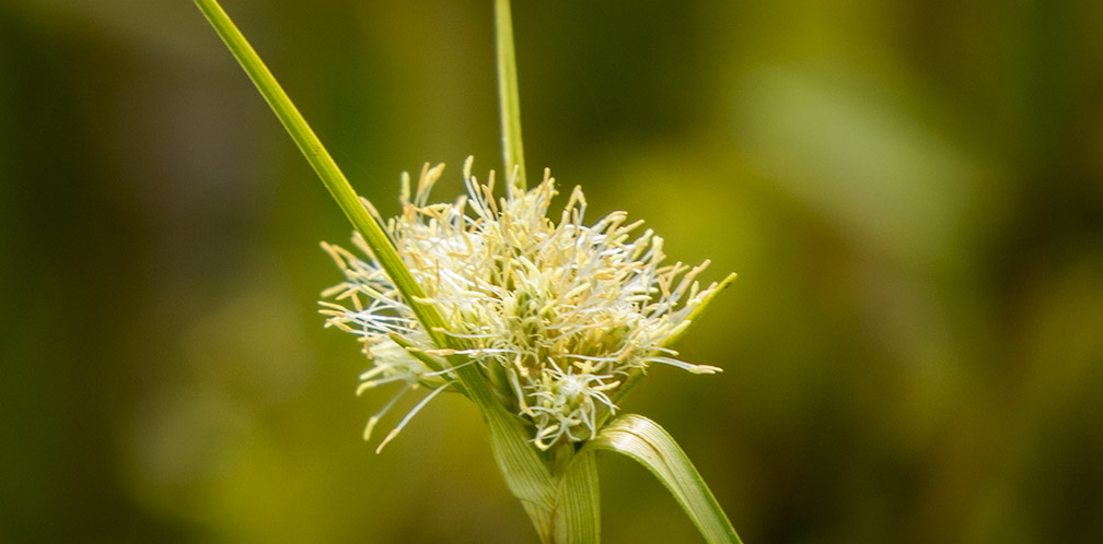 Plants of Adirondack Wetlands: Cottongrass on Barnum Bog (19 July 2014). Plants of Adirondack Wetlands: Cottongrass on Barnum Bog (19 July 2014).