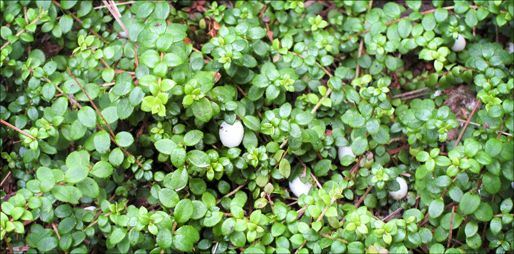 Wildflowers of the Adirondack Park: Creeping Snowberry on the Boreal Life Trail (6 August 2011). Wildflowers of the Adirondack Park: Creeping Snowberry on the Boreal Life Trail (6 August 2011).