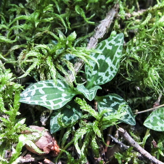 Wildflowers of the Adirondack Park: Dwarf Rattlesnake Plantain on the upland portion of the Boreal Life Trail (30 July 2012).