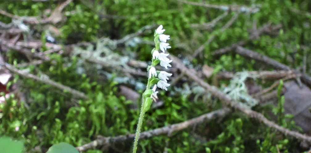 Wildflowers of the Adirondack Park: Dwarf Rattlesnake Plantain blooming on the upland portion of the Boreal Life Trail (30 July 2012).
