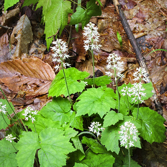 Wildflowers of the Adirondack Park: Foamflower (Tiarella cordifolia) on the Heron Marsh Trail (23 May 2012). Wildflowers of the Adirondack Park: Foamflower (Tiarella cordifolia) on the Heron Marsh Trail (23 May 2012).