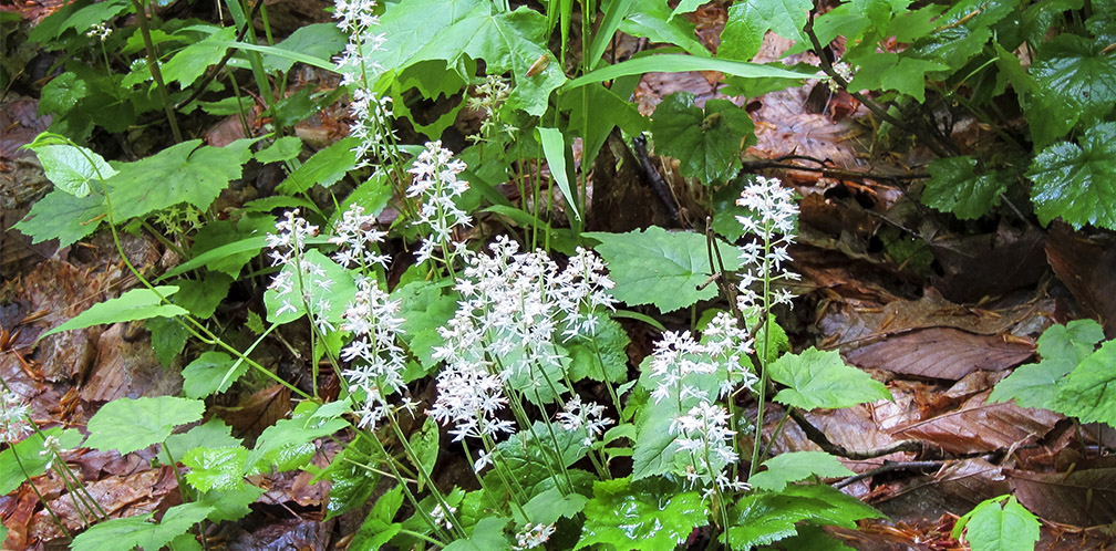 Wildflowers of the Adirondack Park: Foamflower (Tiarella cordifolia) in bloom on the Heron Marsh Trail (23 May 2012). Wildflowers of the Adirondack Park: Foamflower (Tiarella cordifolia) in bloom on the Heron Marsh Trail (23 May 2012).