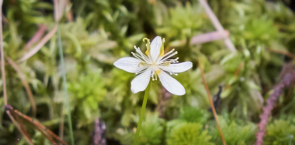 Wildflowers of the Adirondack Park: Goldthread blooming on a bed of moss on the Boreal Life Trail (30 May 2015). Wildflowers of the Adirondack Park: Goldthread blooming on a bed of moss on the Boreal Life Trail (30 May 2015).