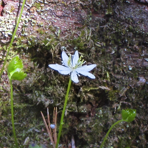 Wildflowers of the Adirondack Park: Goldthread on the Heron Marsh Trail (19 May 2012). Wildflowers of the Adirondack Park: Goldthread on the Heron Marsh Trail (19 May 2012).