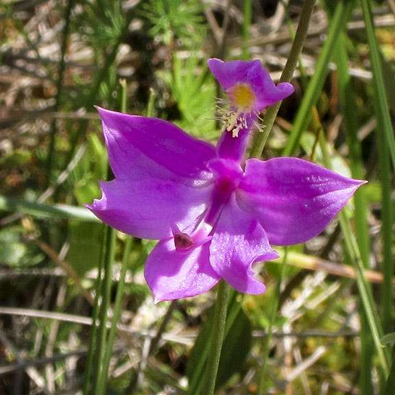 Wildflowers of the Adirondack Park: Grass Pink on Barnum Bog (23 June 2012). Wildflowers of the Adirondack Park: Grass Pink on Barnum Bog (23 June 2012).