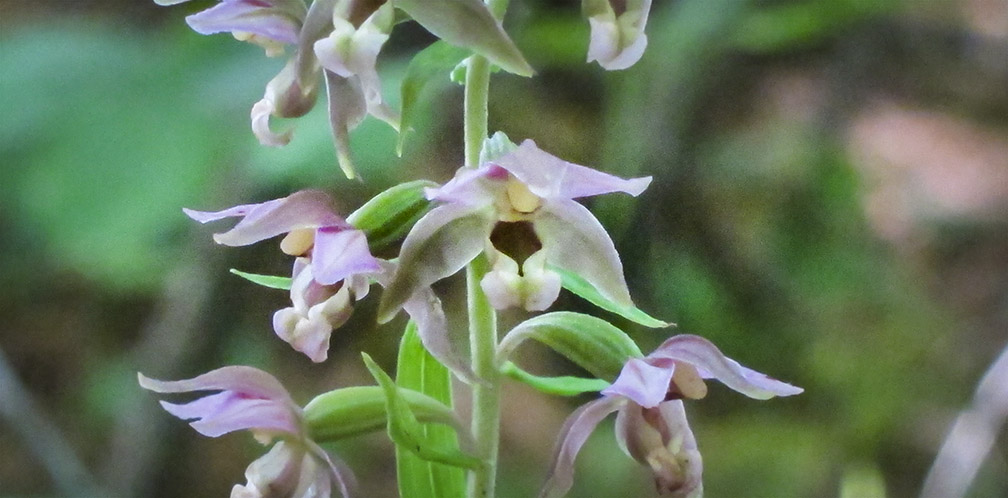 Wildflowers of the Adirondack Park: Helleborine on the Barnum Brook Trail (25 July 2012). Wildflowers of the Adirondack Park: Helleborine on the Barnum Brook Trail (25 July 2012).