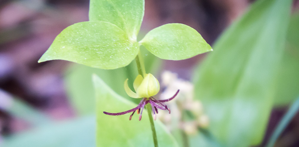 Wildflowers of the Adirondack Park: Indian Cucumber Root on the Boreal Life Trail (21 June 2014). Wildflowers of the Adirondack Park: Indian Cucumber Root on the Boreal Life Trail (21 June 2014).