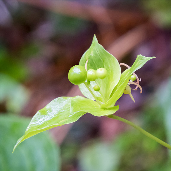 Wildflowers of the Adirondack Park: Indian Cucumber Root on the Heron Marsh Trail (27 July 2015). Wildflowers of the Adirondack Park: Indian Cucumber Root on the Heron Marsh Trail (27 July 2015).