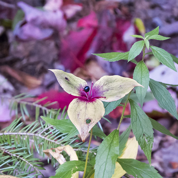 Wildflowers of the Adirondack Park: Indian Cucumber-root on the Barnum Brook Trail (2 October 2015). Wildflowers of the Adirondack Park: Indian Cucumber-root on the Barnum Brook Trail (2 October 2015).