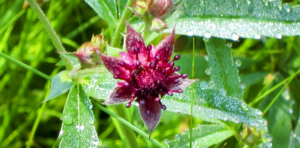 Wildflowers of the Adirondack Park: Marsh Cinquefoil on Barnum Bog (6 July 2012). Wildflowers of the Adirondack Park: Marsh Cinquefoil on Barnum Bog (6 July 2012).